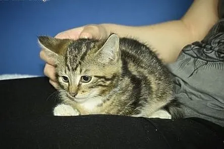 Zira przepiękna kicia do adopcji,  śląskie Gliwice