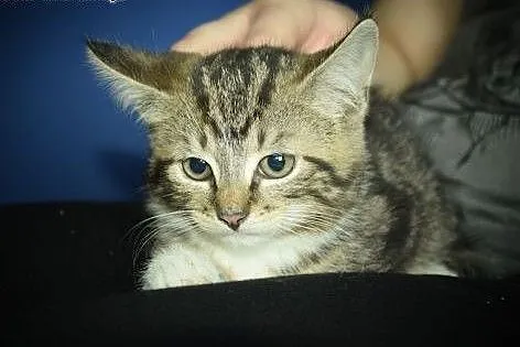 Zira przepiękna kicia do adopcji,  śląskie Gliwice