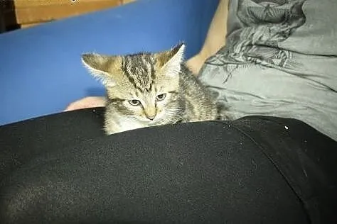 Zira przepiękna kicia do adopcji,  śląskie Gliwice