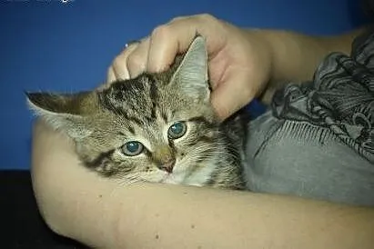 Zira przepiękna kicia do adopcji,  śląskie Gliwice