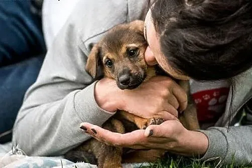 Pogodny, całuśny, cudny - szczeniak do adopcjo,  mazowieckie Warszawa