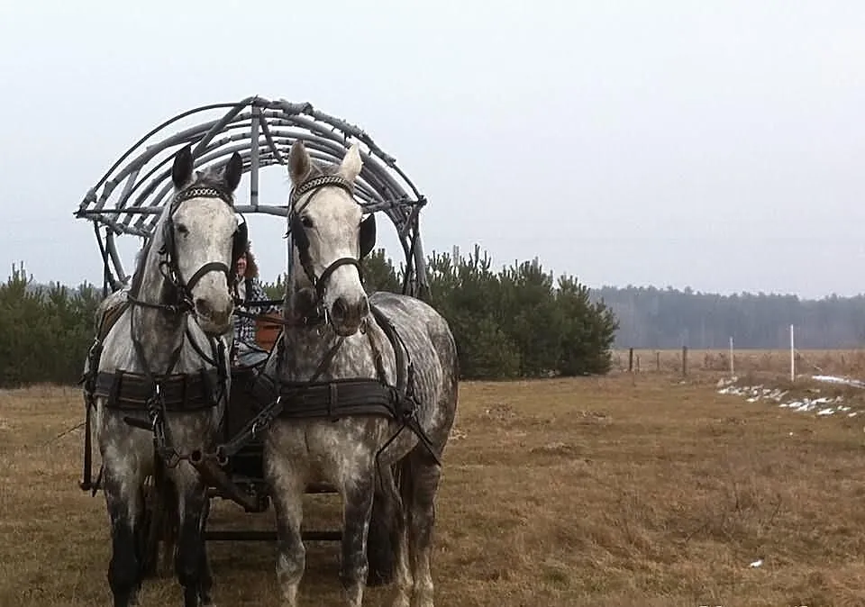 Siwa Para zaprzęgowa