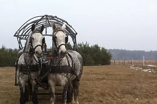 Siwa Para zaprzęgowa
