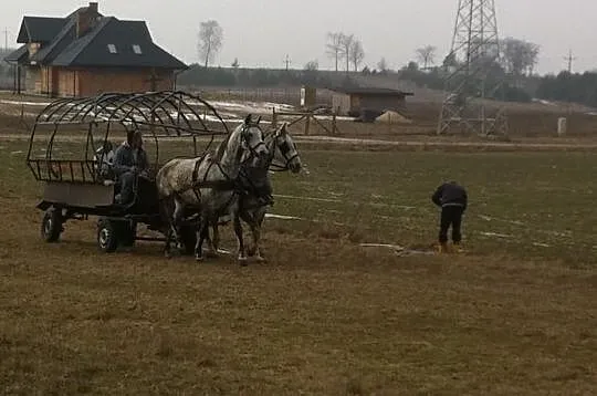 Siwa Para zaprzęgowa