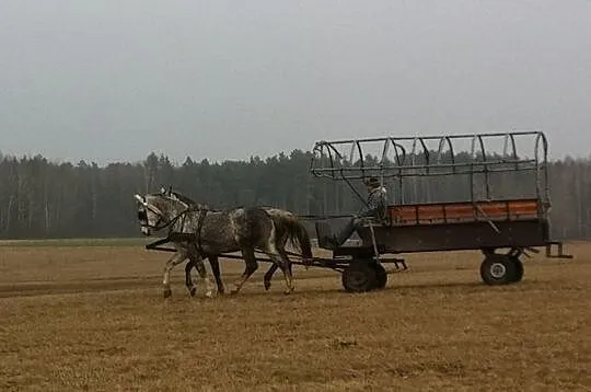 Siwa Para zaprzęgowa