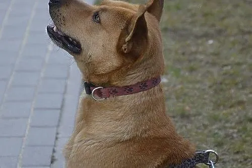 Bąbel - pies wzorowy,  mazowieckie Warszawa