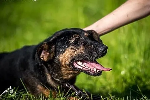 KRUKI- pozytywny piesek,  chętnie jako drugi piese