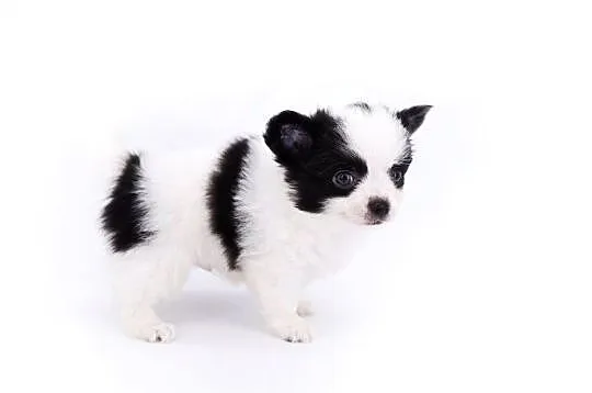 Chihuahua długowłosy 1kg, Łódź