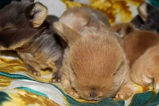 Królik, króliki, miniaturka, baranek, mini lop, Dolnośląskie, Wrocław