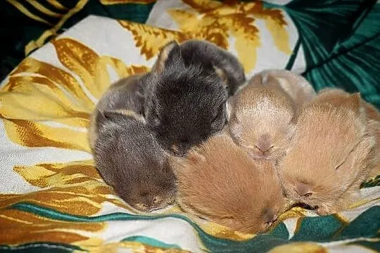 Królik, króliki, miniaturka, baranek, mini lop, Dolnośląskie, Wrocław