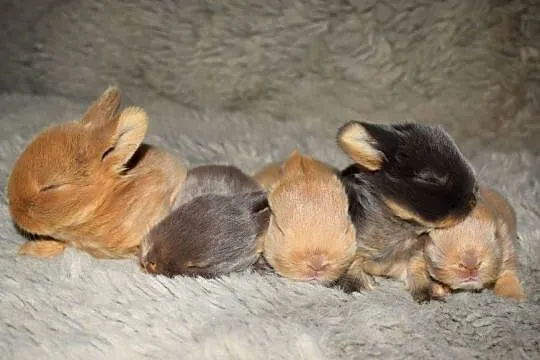 Królik, króliki, miniaturka, baranek, mini lop, Dolnośląskie, Wrocław