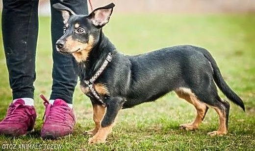 OTOZ Animals - Shisza - mała 4 mies. szczeniorka o