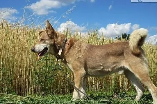 Kocham spacery w towarzystwie człowieka adoptuj mnie błagam, , Wrocław