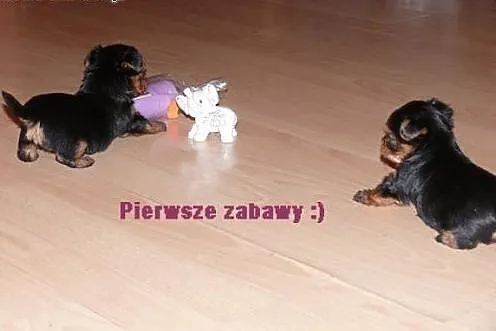 York, Yorkshire Terrier!EKSKLUZYWNE MICRO CUDEŃKA , Warszawa