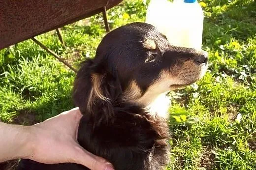Oddam suczki w dobre ręce,  łódzkie Pabianice