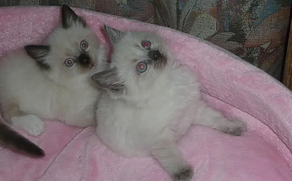 Bardzo ładne puchate ragdollki z rodowodem