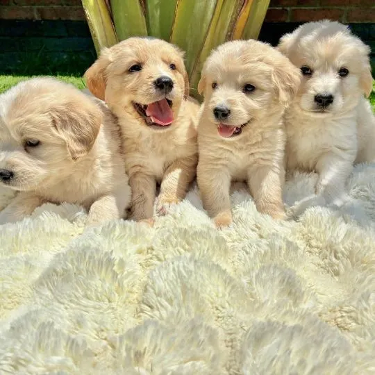 --szczenięta golden retrievera do adopcji – napisz, aby uzyskać aktualne informacje: {{nataliagrabow