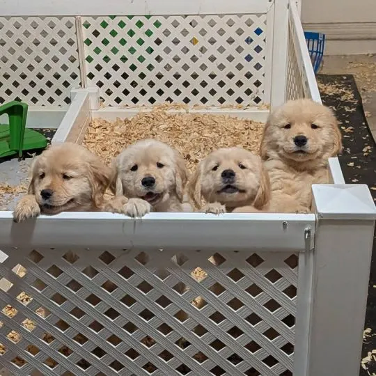 --szczenięta golden retrievera do adopcji – napisz, aby uzyskać aktualne informacje: {{nataliagrabow, , Kuźnica Katowska