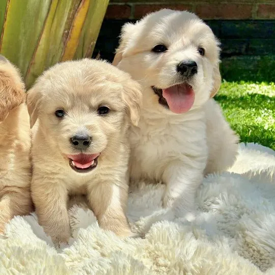 --szczenięta golden retrievera do adopcji – napisz, aby uzyskać aktualne informacje: {{nataliagrabow, , Kuźnica Katowska