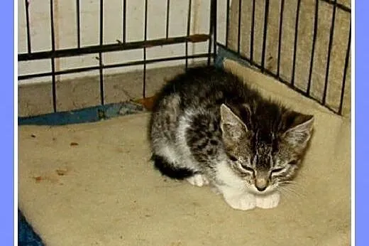 2 mies.kociczki schroniskowe proszą o domy.PILNE, 