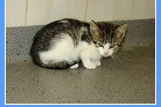 2 mies.kociczki schroniskowe proszą o domy.PILNE, 