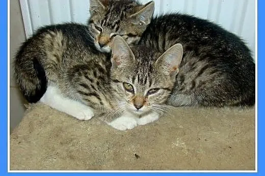 2 mies.kociczki schroniskowe proszą o domy.PILNE, 