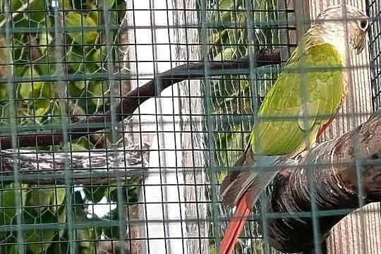 Rudosterka zielonolica pineapple, Małopolskie, Biecz