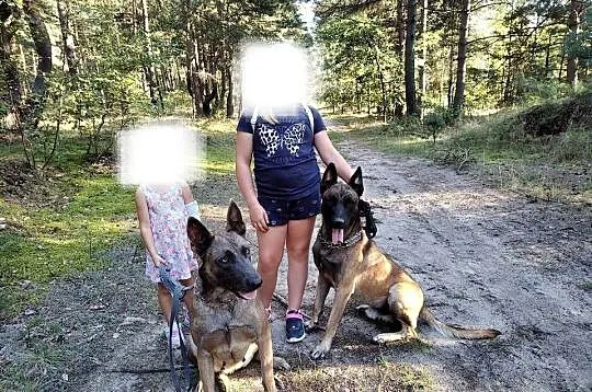 Owczarek Belgijski Milanois, Śląskie, Częstochowa