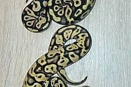 Pytony Królewskie cb 26
