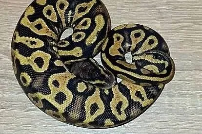 Pytony Królewskie cb 26, Kujawsko-pomorskie, Wąbrzeźno
