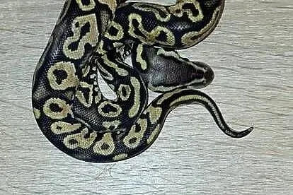 Pytony Królewskie cb 26, Kujawsko-pomorskie, Wąbrzeźno