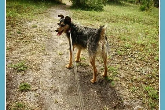 Filigranowa,szorstkowłosa sunia DĘBINKA,wesoła,prz