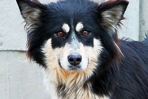 ZARA młoda, wyjątkowa sunia, mieszanka border collie, czeka na DOM,  mazowieckie Warszawa