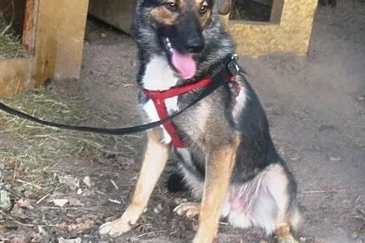 Gucio poszukujący swego domu,  mazowieckie Warszaw