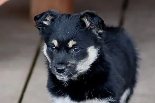 PORTOS mały szczeniaczek uwielbiajacy zabawę poleca się do adopcji , Łódź, Łódzkie, Łódź