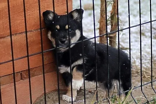 PORTOS mały szczeniaczek uwielbiajacy zabawę poleca się do adopcji , Łódź, Łódzkie, Łódź
