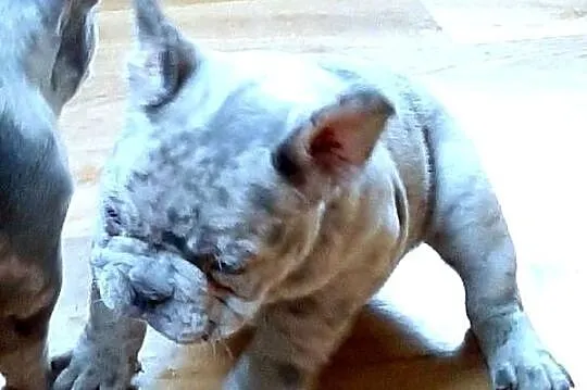 Buldog francuski suczka i piesek, Łódzkie, Pabianice