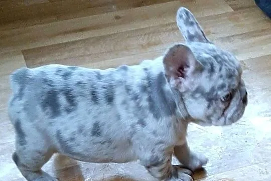 Buldog francuski suczka i piesek, Łódzkie, Pabianice