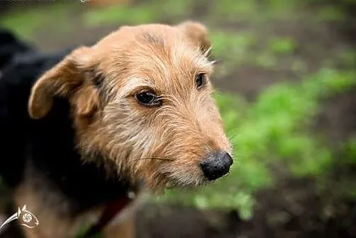 MELCIA - maleńka, przytulasta, zjawiskowa do adopc