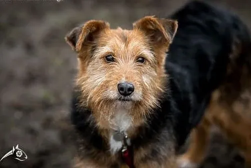 MELCIA - maleńka, przytulasta, zjawiskowa do adopc