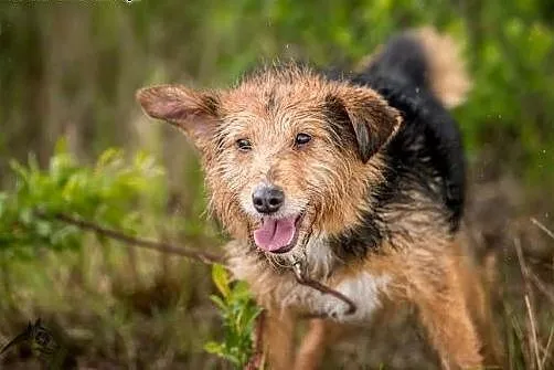 MELCIA - maleńka, przytulasta, zjawiskowa do adopc