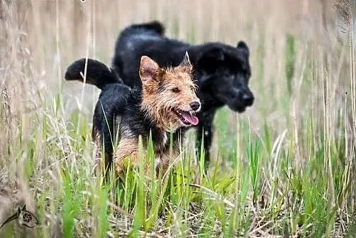 MELCIA - maleńka, przytulasta, zjawiskowa do adopc