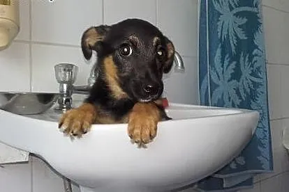 Lala - suczka szczeniak do adopcji,  śląskie Katowice