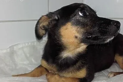 Lala - suczka szczeniak do adopcji,  śląskie Katow
