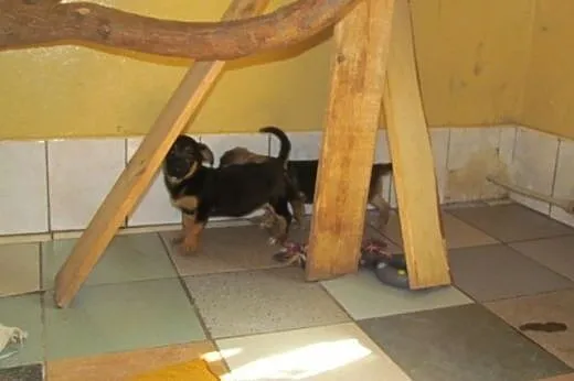 Lala - suczka szczeniak do adopcji,  śląskie Katow