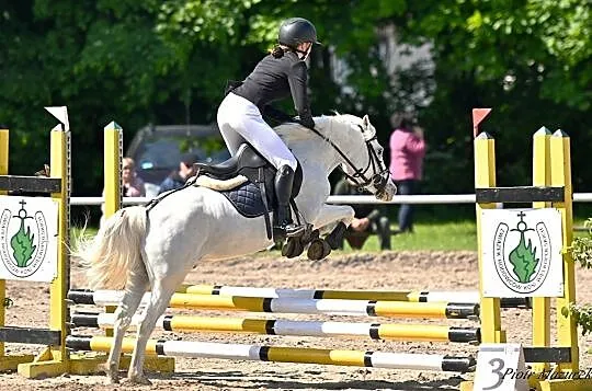 Oddam współdzierżawe kuca do Sportu, , Książ
