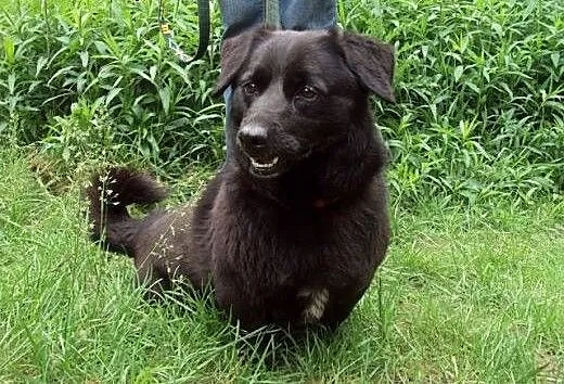Mały, pogodny Gustaw, grzeczny i przyjazny adopcja
