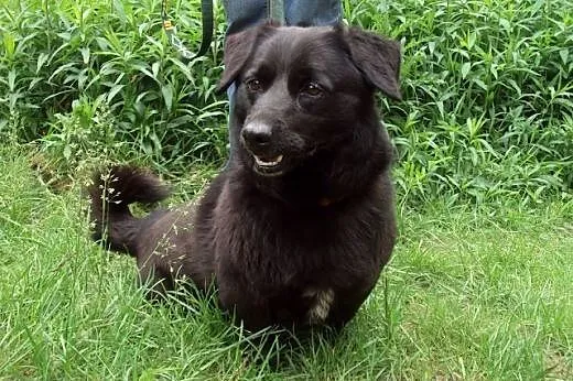 Mały, pogodny Gustaw, grzeczny i przyjazny adopcja