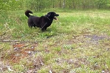 Mały, pogodny Gustaw, grzeczny i przyjazny adopcja