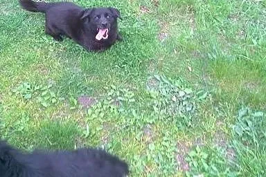 Mały, pogodny Gustaw, grzeczny i przyjazny adopcja